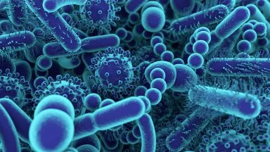 Microbiota 2